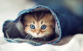 Cute Cat Desktop Wallpaper 07755