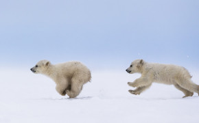 Baby Polar Bear Desktop Wallpaper 07614