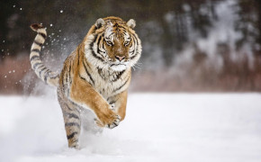 Running Tiger Images 08084