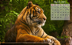 March 2021 Calendar Tiger Wallpaper 72300