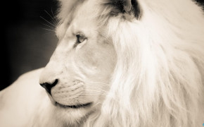 White Lion 08175