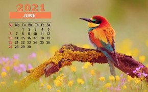 June 2021 Calendar Cute Bird Wallpaper 72268