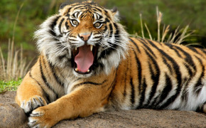 Tiger Background Wallpapers 08110