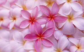 Pink Jasmine Flower 08016