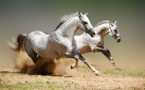 Beautiful White Horse HD Images 07654