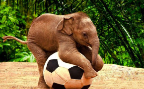 Cute Elephant Pictures 07768