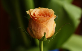 Beautiful Orange Rose 07651