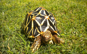 Star Tortoise Images 08105