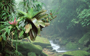 Tropical Jungle Photos 08538