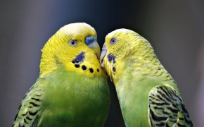 Love Birds Wallpaper HD 84427