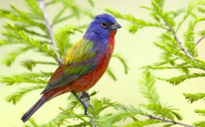 Cute Colorful Bird Wallpaper HD 84030