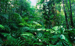 Tropical Jungle Widescreen Wallpapers 08543