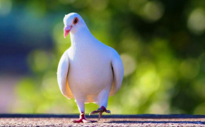 White Pigeon Desktop Wallpaper 84870