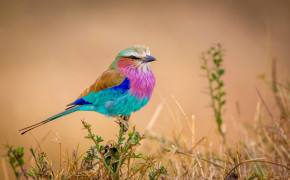 Cute Colorful Bird Best HD Wallpaper 84021