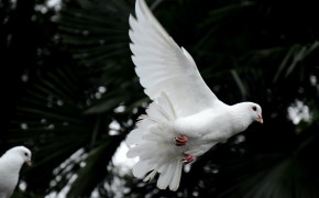 White Pigeon HD Wallpapers 84873
