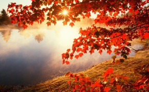 Autumn Leaves Background Wallpapers 08224