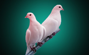 Pigeon HD Wallpapers 84665