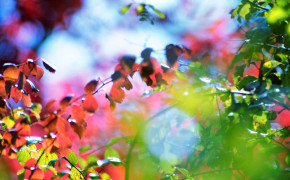 Nature Colorful Background HD Wallpapers 84520