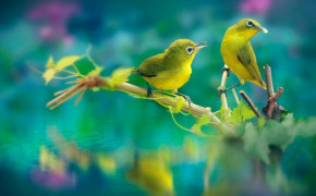 Cute Bird Best HD Wallpaper 84003