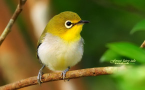 Cute Bird HD Desktop Wallpaper 84009