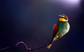 Cute Colorful Bird HD Wallpaper 84027
