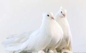 White Pigeon Best HD Wallpaper 84868