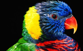 Cute Colorful Bird HD Desktop Wallpaper 84026