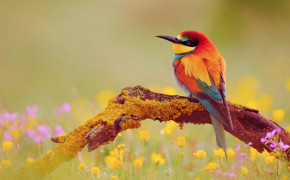 Cute Bird Desktop Wallpaper 84006