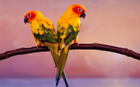 Love Birds Best Wallpaper 84421