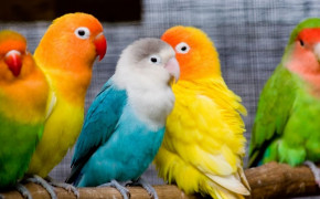 Colorful Love Bird Desktop Wallpaper 83928