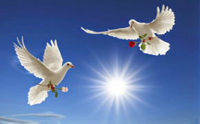 Love Pigeon Desktop Wallpaper 84456