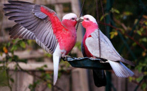 Colorful Love Bird Background Wallpaper 83926