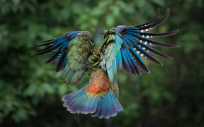 Cute Colorful Bird Desktop Wallpaper 84024