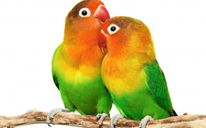Love Birds Desktop Wallpaper 84422