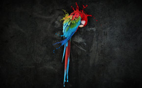 Cute Colorful Bird Background Wallpaper 84019