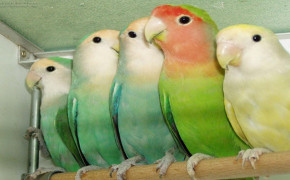 Colorful Love Bird Wallpaper 83931