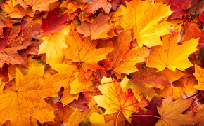 Autumn Leaves Background Wallpaper 08223