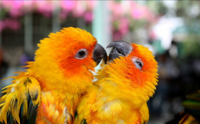 Colorful Love Bird HD Desktop Wallpaper 83929