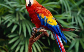Cute Colorful Bird HD Wallpapers 84028