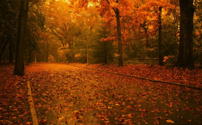 Autumn Leaves Images 08228