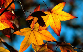 Autumn Leaves Wallpaper 08233