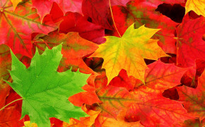 Autumn Leaves HD Images 08226