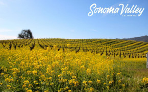 Sonoma HD Background Wallpaper 85324