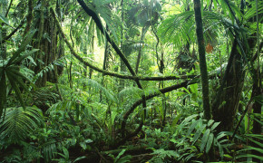 Tropical Jungle Images 08537