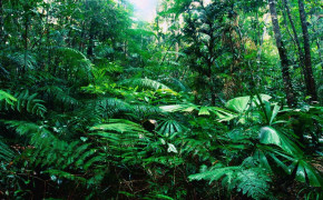 Tropical Jungle Background Wallpapers 08532