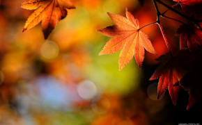 Autumn Leaves Pics 08230