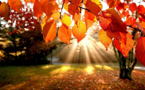 Autumn Leaves Widescreen Wallpapers 08234