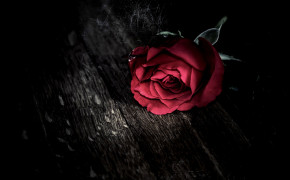 Gothic Rose HD Wallpapers 08819