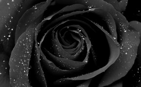 Gothic Black Rose Best Wallpaper 08801
