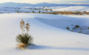 White Sand Background Wallpapers 09095